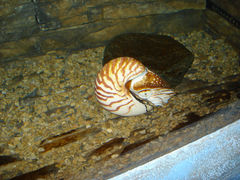 Nautilus pompilius