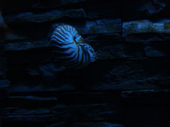 Nautilus pompilius