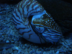 Nautilus pompilius