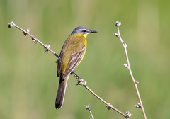 Motacilla flava flava