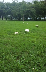 Agaricales