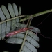 Endochiella - Photo (c) Simba,  זכויות יוצרים חלקיות (CC BY-NC), הועלה על ידי Simba