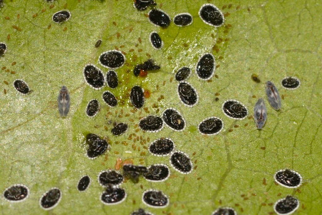 Orange spiny whitefly from Coffs Harbour NSW, Australia on February 24 ...