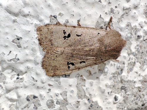 Conistra rubiginosa