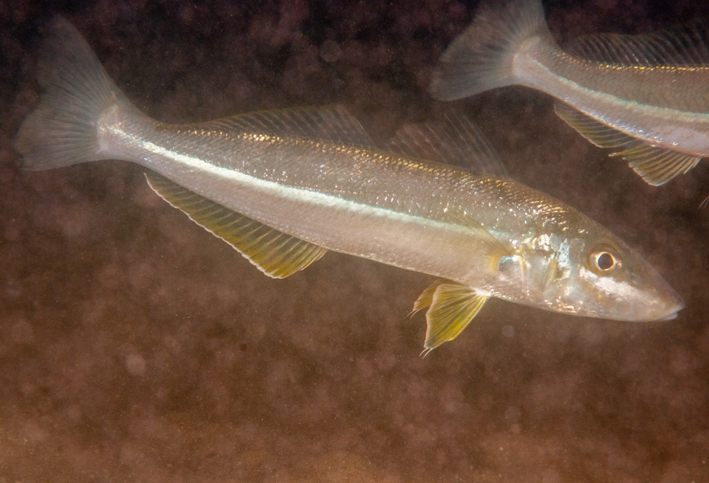 Sand Whiting from 