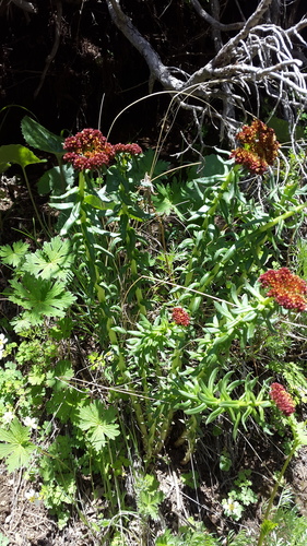 Rhodiola kirilowii (Rhodiola kirilowii)
