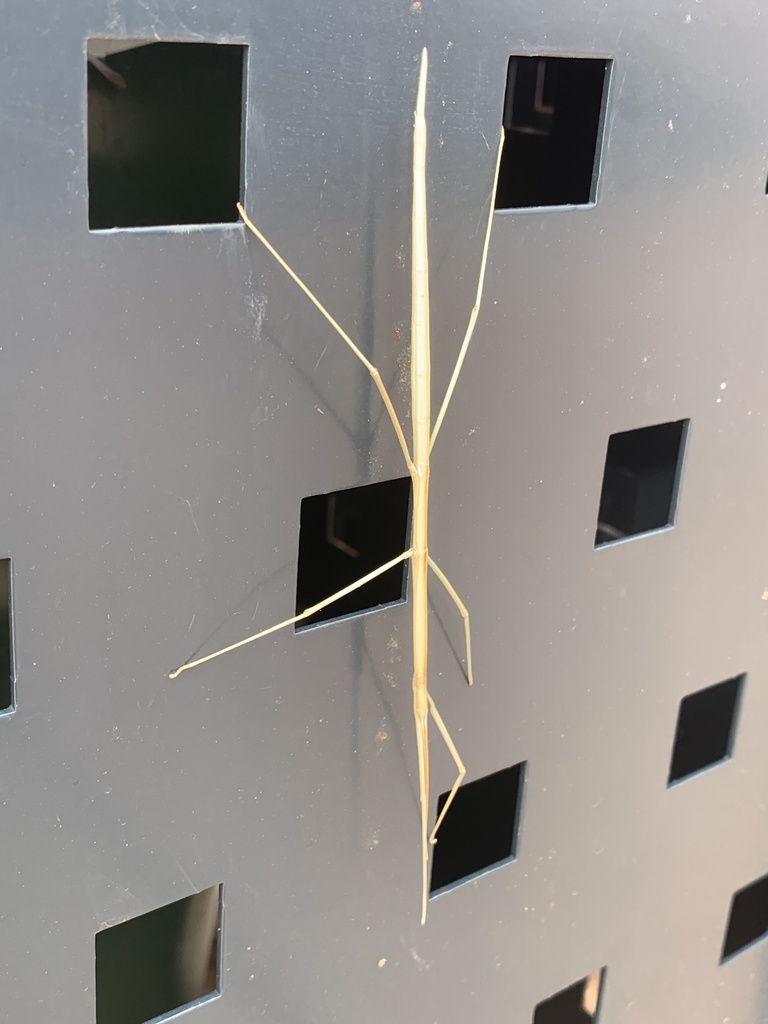 Nt Insects Denhama Grass Stick Insects from Southern Tanami, Tanami, NT, AU on ...