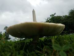 Agaricales