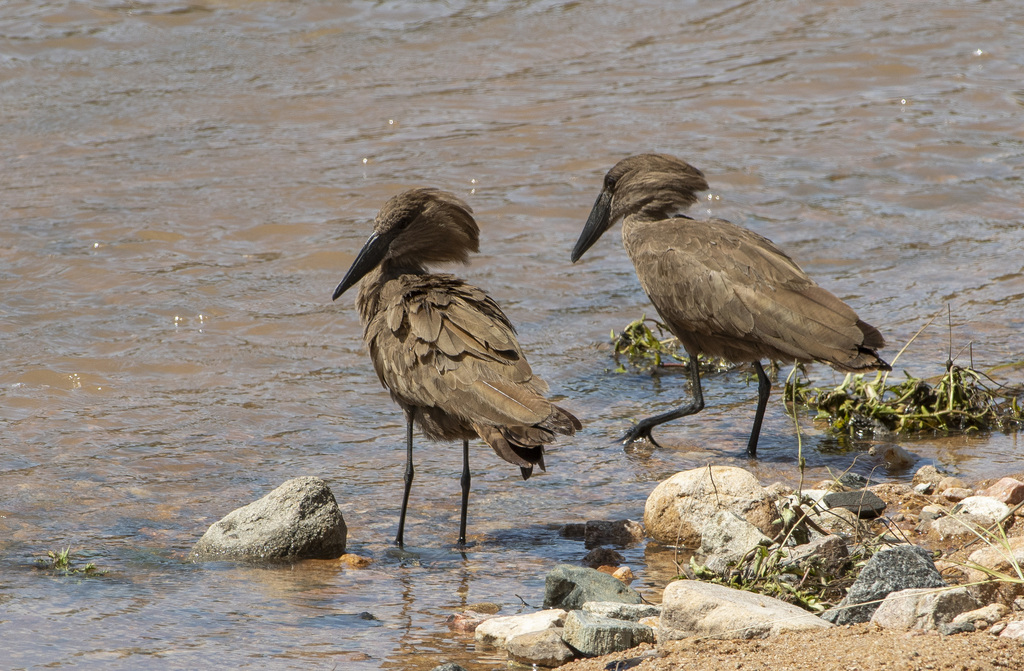Common Hamerkop from Эхланзени, Южная Африка on February 4, 2023 at 03: ...