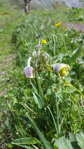 Pulsatilla campanella, photograph 3