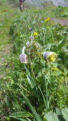 Pulsatilla campanella, photograph Natalia Kazakova, CC BY, iNaturalist via GBIF