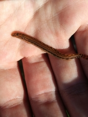 North Iberian Spined Loach photo 3