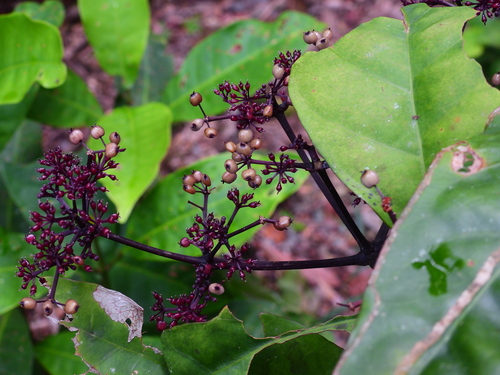 Polyscias purpurea observed 2023-03-01