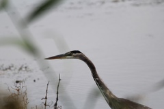 Ardea herodias herodias