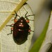 Lampromicra aerea - Photo (c) Nick Lambert, algunos derechos reservados (CC BY-NC-SA), subido por Nick Lambert