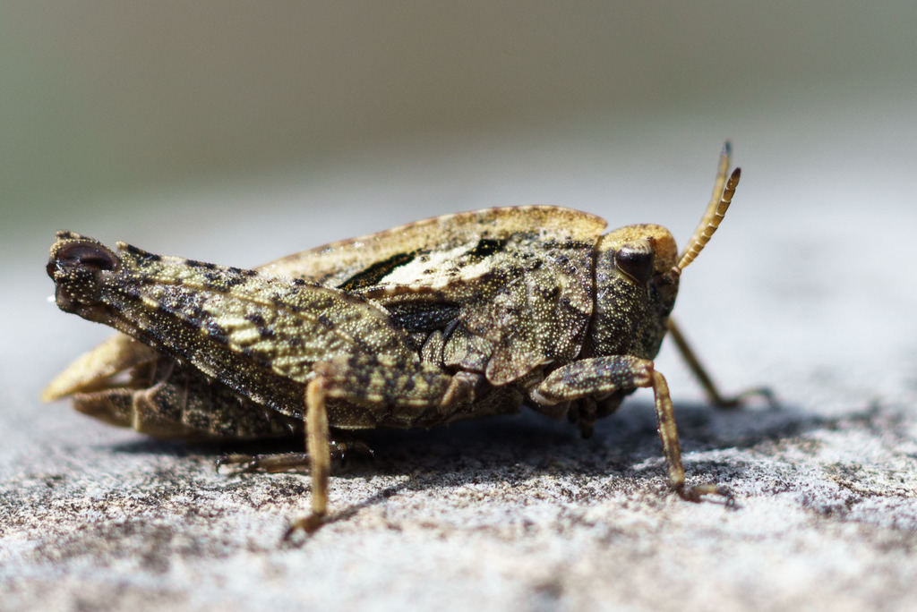 Tetrix bipunctata
