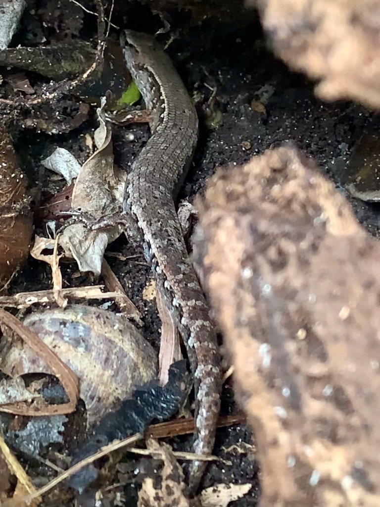 Gray's Ornate Skink