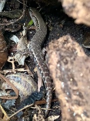Gray's Ornate Skink photo 1