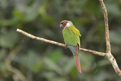 Gray-Breasted Parakeet photo 4