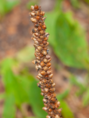 Plantago major