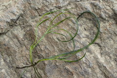 Podostemum ceratophyllum