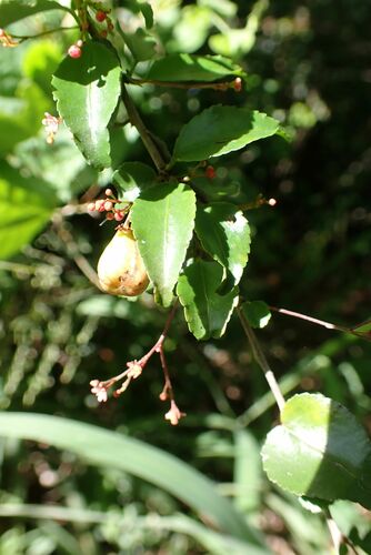 Image of Gymnosporia rubra by no rights reserved