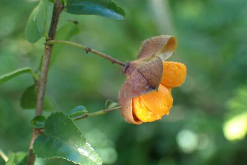Image of Gymnosporia rubra by no rights reserved