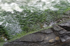 Podostemum ceratophyllum