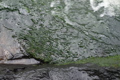 Podostemum ceratophyllum