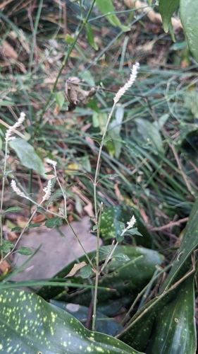 Ouret sanguinolenta