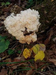 Hericium americanum