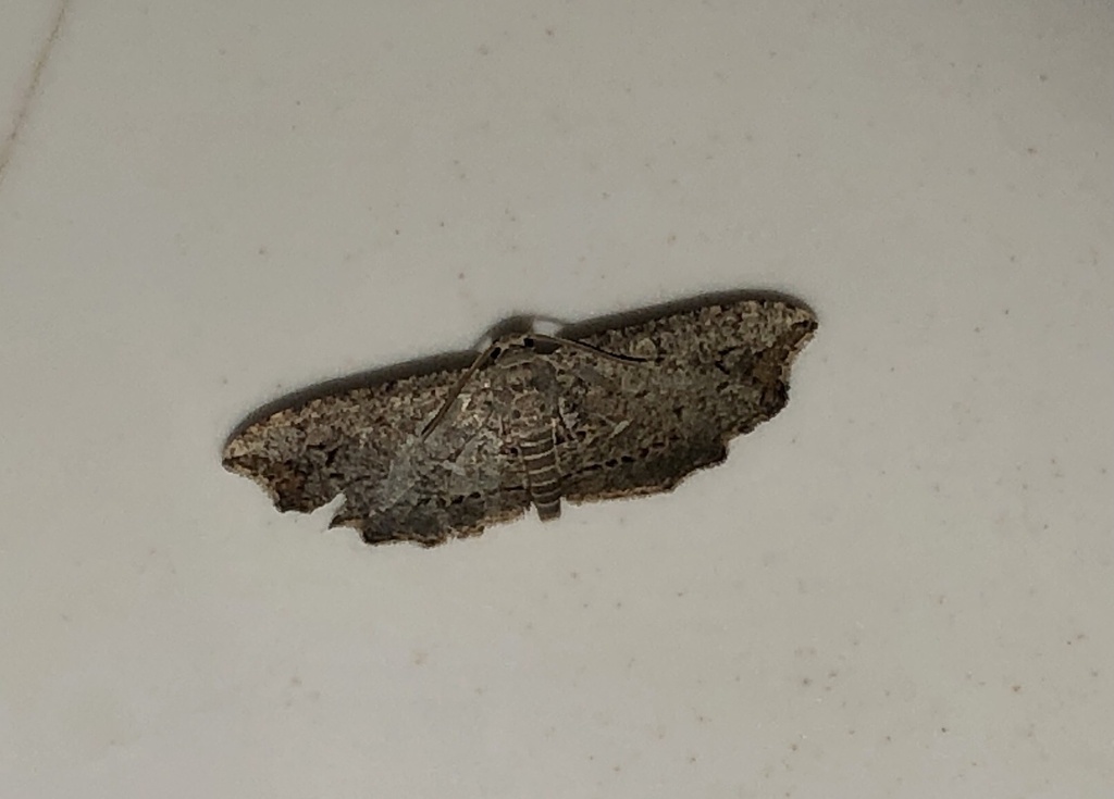 Chundana fulvilunata