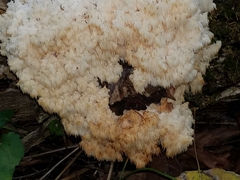 Hericium americanum