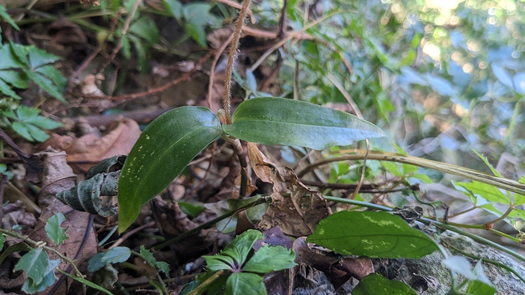 Zeuxine nervosa