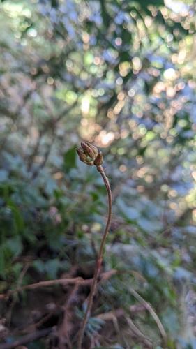 Image of Zeuxine nervosa by (c) Cheng-Te Hsu, some rights reserved (CC BY)