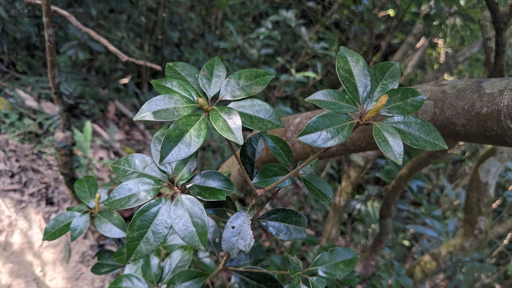 Neolitsea buisanensis; photograph (c) Cheng-Te Hsu, some rights reserved (CC BY)