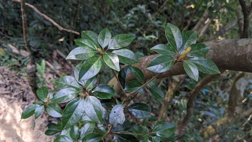 Neolitsea buisanensis