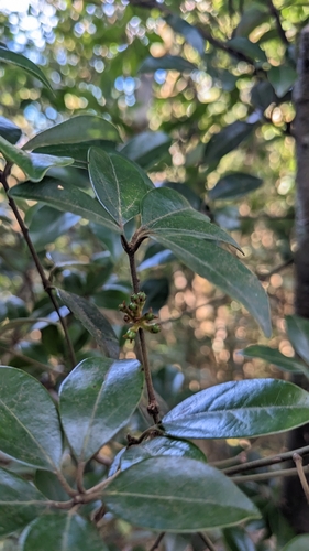 Neolitsea buisanensis, photograph 1