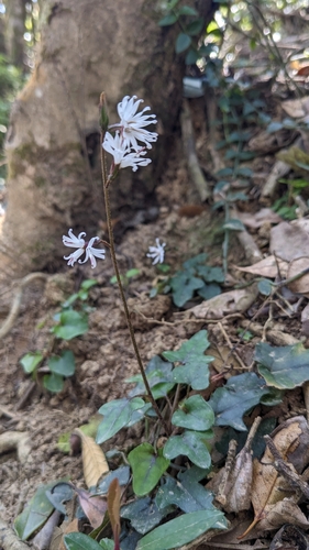 Ainsliaea macroclinidioides, photograph 6