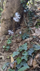 Ainsliaea macroclinidioides, photograph (c) Cheng-Te Hsu, some rights reserved (CC BY)