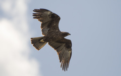 Wahlberg's Eagle photo 2