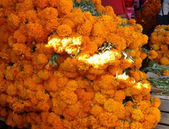 Tagetes erecta