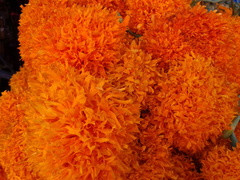 Tagetes erecta