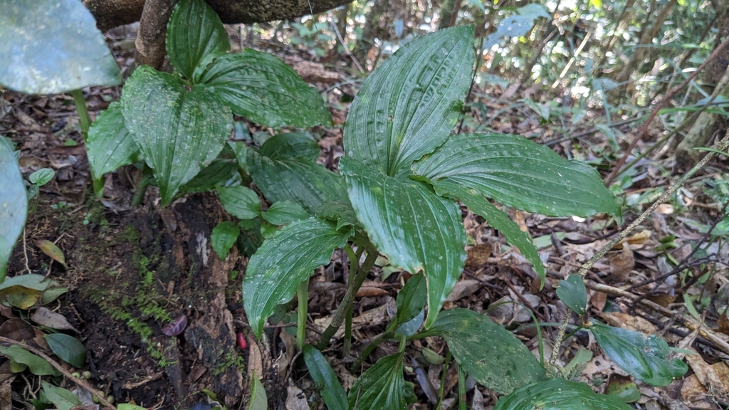 Liparis gigantea