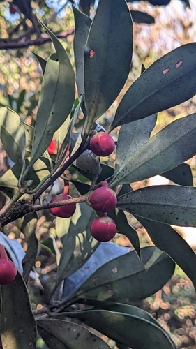Illicium arborescens (Illicium arborescens)
