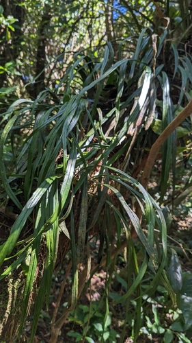 Image of Haplopteris flexuosa by (c) Cheng-Te Hsu, some rights reserved (CC BY)