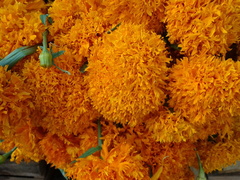 Tagetes erecta