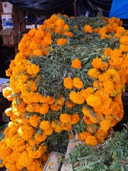 Tagetes erecta