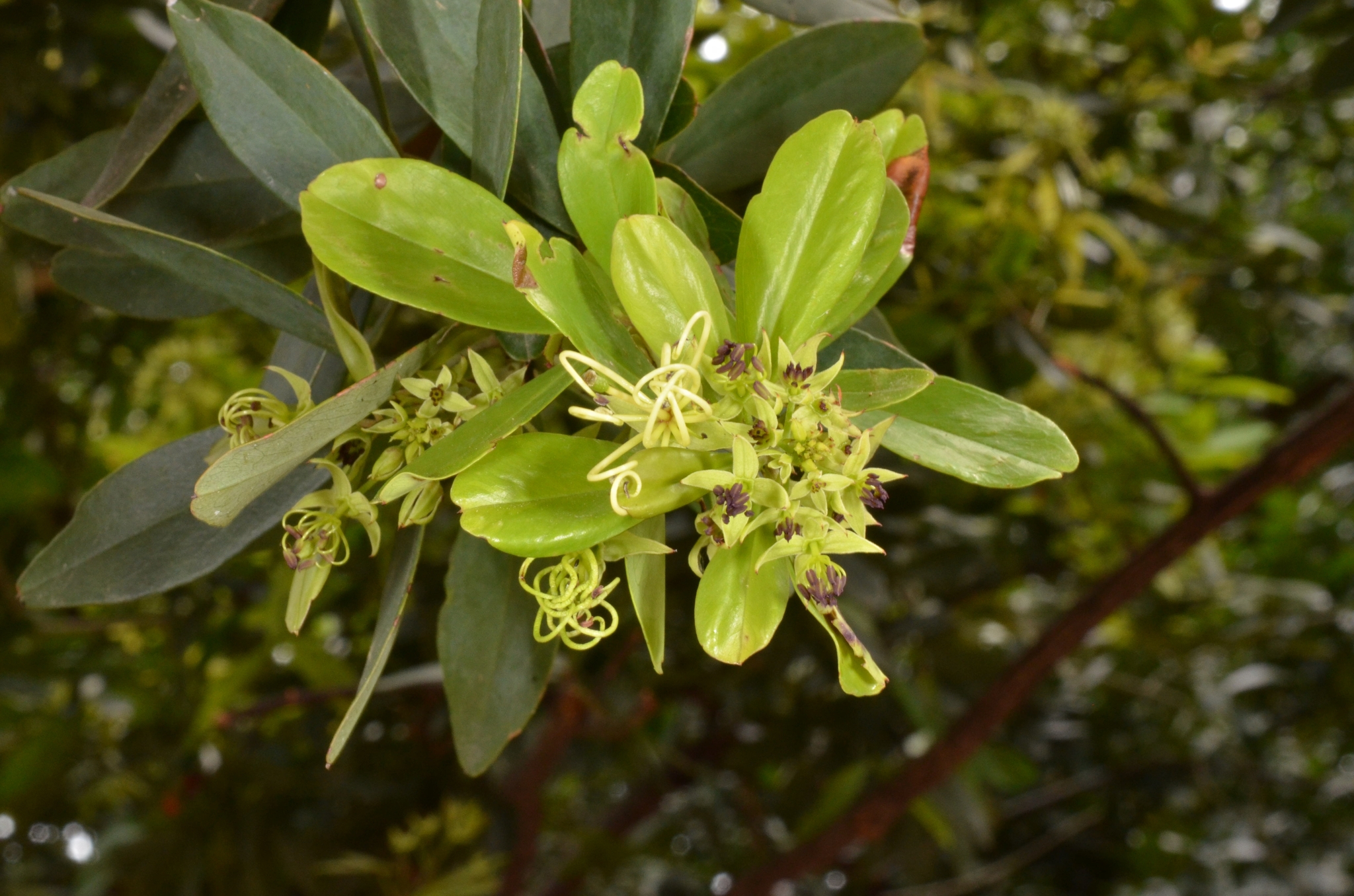 Maerua siamensis — ảnh 2
