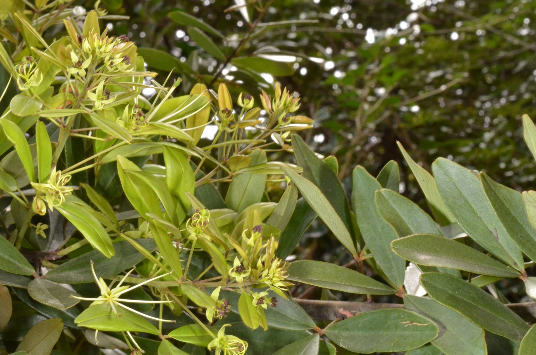 Maerua siamensis — ảnh 3